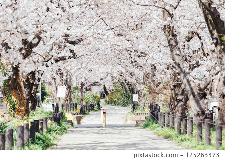 <Kasugai> Famous cherry blossom spot: Suido-dori 125263373
