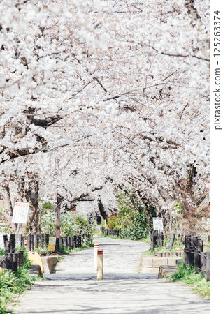 <Kasugai> Famous cherry blossom spot: Suido-dori 125263374
