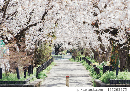 <Kasugai> Famous cherry blossom spot: Suido-dori 125263375