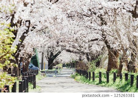 <春日井> 賞櫻名所：水道通 125263381