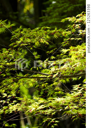 Momiji Momiji 125263398