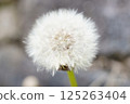 Fluffy dandelion fluff 125263404