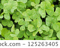 Clover  125263405