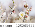 Plum blossoms telling the arrival of spring 125263411