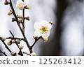 white plum blossom 125263412