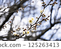 white plum blossom 125263413