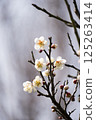 white plum blossom 125263414