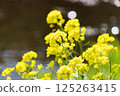 Rape blossoms blooming at the water's edge 125263415