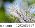 Cherry blossoms appearing among the leaves 125263417