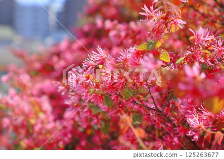 Tokiwa Mansaku safflower in full bloom 125263677