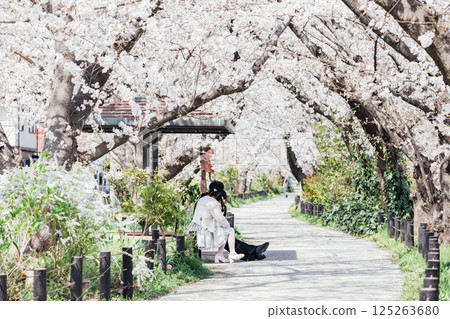 <Kasugai> Famous cherry blossom spot: Suido-dori <Kasugai> Famous cherry blossom spot: Suido-dori 125263680