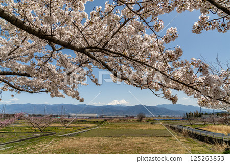 Scenery with cherry blossoms Scenery with cherry blossoms 125263853