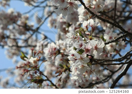 Cherry blossoms shining in the blue sky of spring Cherry blossoms shining in the blue sky of spring 125264160