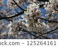 Cherry blossom 125264161