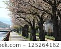 A promenade beneath the cherry blossoms in full bloom 125264162
