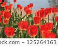 Red tulip 125264163