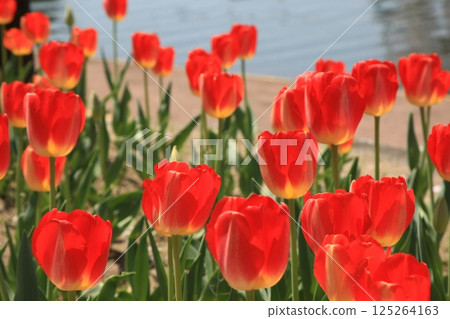 Red tulip Red tulip 125264163