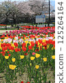 A red carpet of tulips in the park in spring 125264164