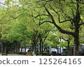 Beautiful new greenery of young zelkova leaves 125264165