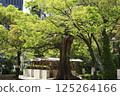 Beautiful zelkova trees along the road 125264166