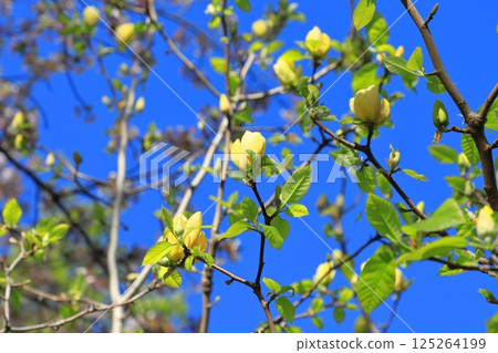 Yellow magnolia flowers blooming in the blue sky 125264199