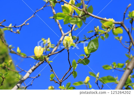 Yellow magnolia flowers blooming in the blue sky 125264202