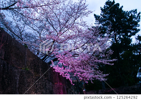 和歌山城石牆上盛開的櫻花 125264292