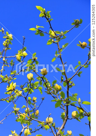 Yellow magnolia flowers blooming in the blue sky 125264305