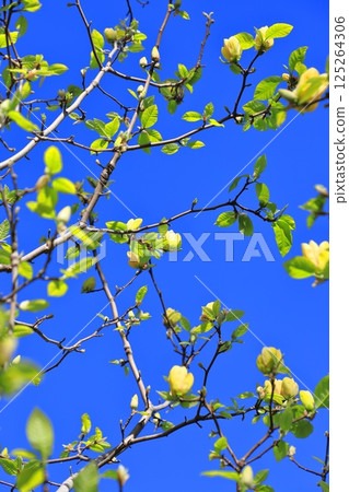 Yellow magnolia flowers blooming in the blue sky Yellow magnolia flowers blooming in the blue sky 125264306