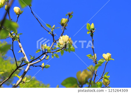 Yellow magnolia flowers blooming in the blue sky Yellow magnolia flowers blooming in the blue sky 125264309