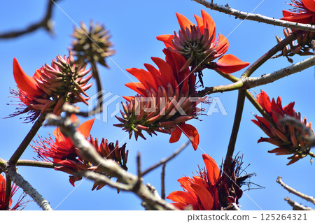 地花/沖繩 125264321