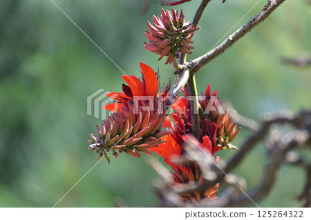 Deigo flower / Okinawa 125264322