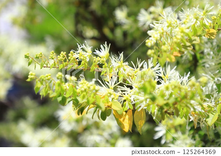 White Tokiwa Mansaku (Witch Hazel) flowers White Tokiwa Mansaku (Witch Hazel) flowers 125264369