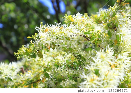 White Tokiwa Mansaku (Witch Hazel) flowers White Tokiwa Mansaku (Witch Hazel) flowers 125264371
