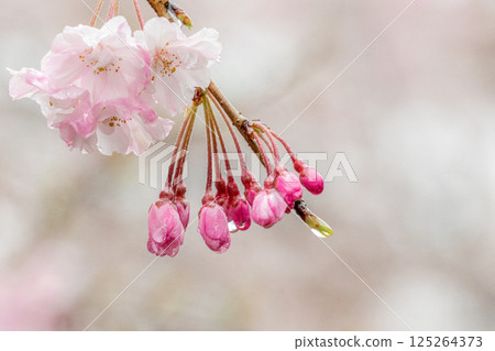 Cherry trees wet with rain Cherry trees wet with rain 125264373