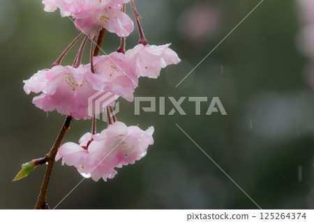 Cherry trees wet with rain 125264374