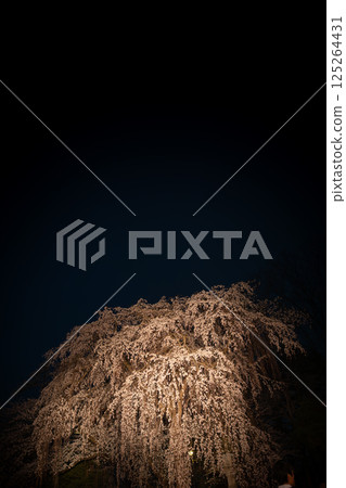 點燃深棕色櫻花 125264431