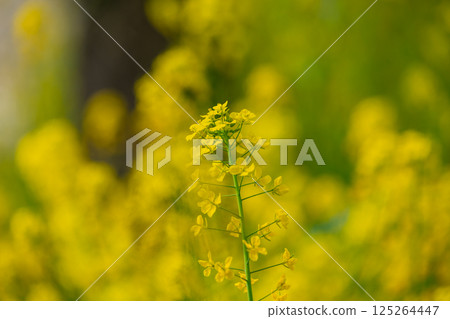 Rape blossoms bathed in spring light 125264447