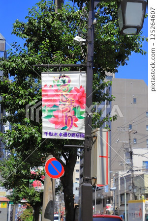 Azalea Festival, Bunkyo Ward Azalea Festival, Bunkyo Ward 125264607