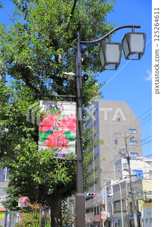 Azalea Festival, Bunkyo Ward Azalea Festival, Bunkyo Ward 125264611