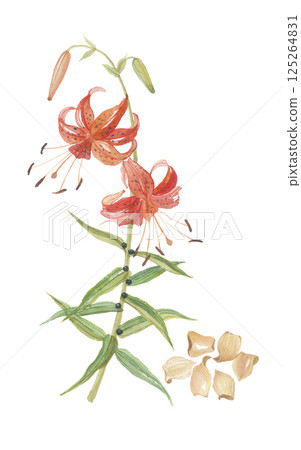 Tiger lilies and white lilies painted in watercolors 125264831
