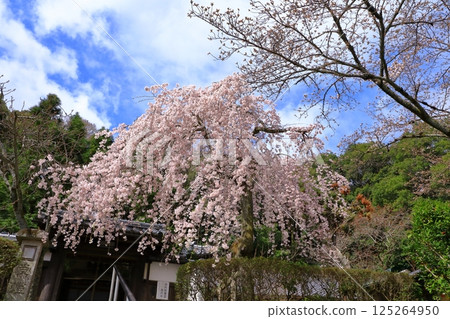 Cherry blossoms at Iwayaji Temple (Yamashina, Kyoto) 125264950