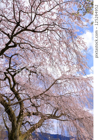 岩屋寺的櫻花(京都府山科) 岩屋寺的櫻花(京都府山科) 125264952