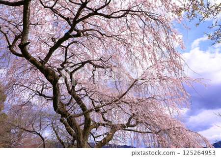 Cherry blossoms at Iwayaji Temple (Yamashina, Kyoto) 125264953