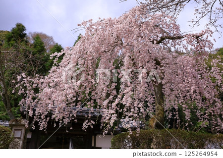 Cherry blossoms at Iwayaji Temple (Yamashina, Kyoto) 125264954