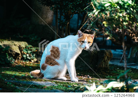 A cat here 125264968