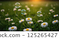Bubbles float over dreamy daisy field at sunset. Very dreamy light, feels dreamy. 125265427