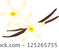 Vanilla beans and vanilla flower illustration 125265755