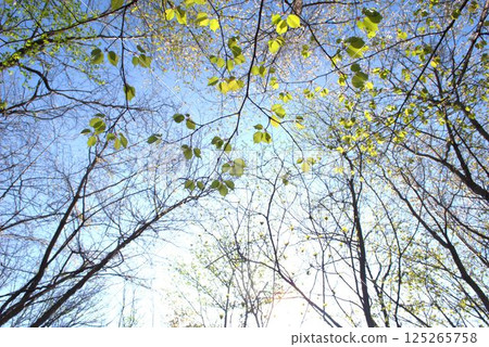 春季森林景觀 125265758