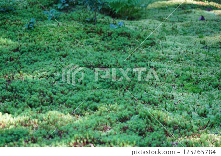 覆蓋地面的綠色苔蘚 覆蓋地面的綠色苔蘚 125265784